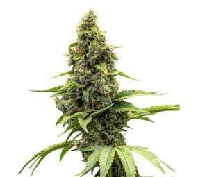 Amnesia Haze - Gefeminiseerde - 10-pack