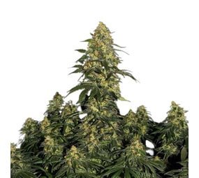 Critical 2.0 - Autoflower - 10-pack
