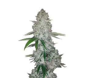 Gorilla Glue - Autoflower - 10-pack