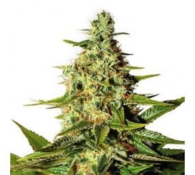 O.G Kush - Autoflower - 10-pack