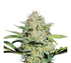 Super Lemon Haze - Autoflower - 10-pack