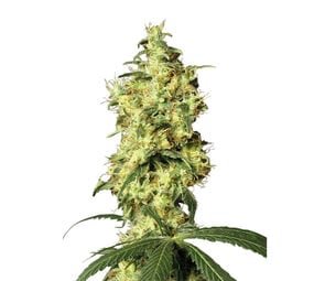 White Widow - Autoflower - 10-pack